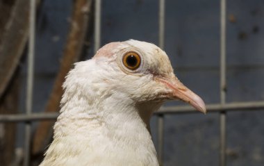 Afrika yakalı güvercini (Streptopelia gül ağacı). Esaret altında tutmak. Evcil hayvan.
