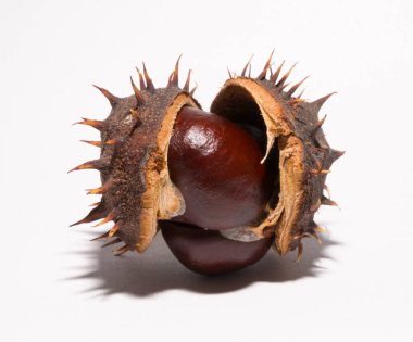 Beyaz arka planda kabuğu olan olgun at kestanesi meyveleri. Aesculus, buckeye.
