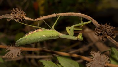 Avrupa peygamber devesi (Mantid dini). Yoğun bitki örtüsü içindeki yeşil bir dişi böcek, yumurtalarını bırakmaya hazırlanıyor..