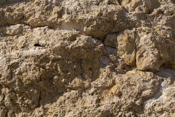 Kızıl Deniz 'in fosil mercanları. Taşa dönüşmüş antik yaratıklar. Resif mercanları.