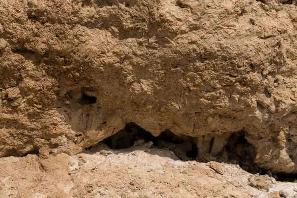 Kızıl Deniz 'in fosil mercanları. Taşa dönüşmüş antik yaratıklar. Resif mercanları.