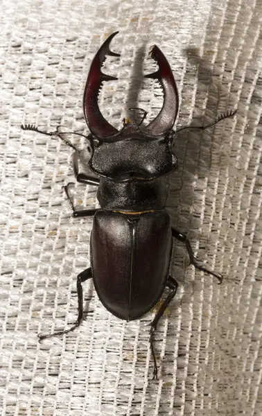 Lucanus cervus, kedigiller (Lucanidae) familyasından bir kuş türü. İmago bir erkek böcek..