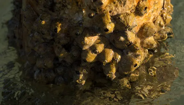 Tetraclita squamosa, bu midye. Balanus (Balanomorpha), Kabukgiller (Balanidae) familyasından bir midye cinsidir..