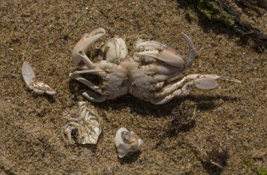 Liocarcinus depurator (Portunus plicatus), bazen liman yengeci ya da kumlu yüzme yengeci olarak da bilinir. Karadeniz 'in faunası. Ölü hayvanlar..