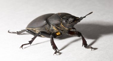 Lucanus cervus, kedigiller (Lucanidae) familyasından bir kuş türü. İmago, dişi bir böcek, beyaz bir arka plan..