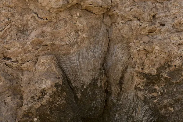 Kızıl Deniz 'in fosil mercanları. Taşa dönüşmüş antik yaratıklar. Resif mercanları.