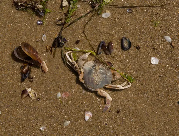 Liocarcinus depurator (Portunus plicatus), bazen liman yengeci ya da kumlu yüzme yengeci olarak da bilinir. Karadeniz 'in faunası. Ölü hayvanlar..