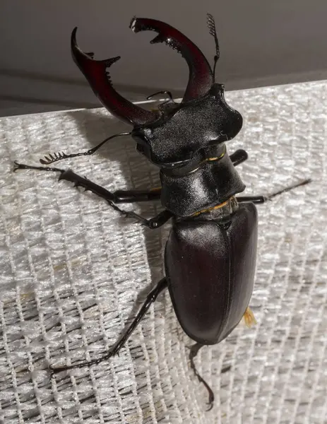 Lucanus cervus, kedigiller (Lucanidae) familyasından bir kuş türü. İmago bir erkek böcek..
