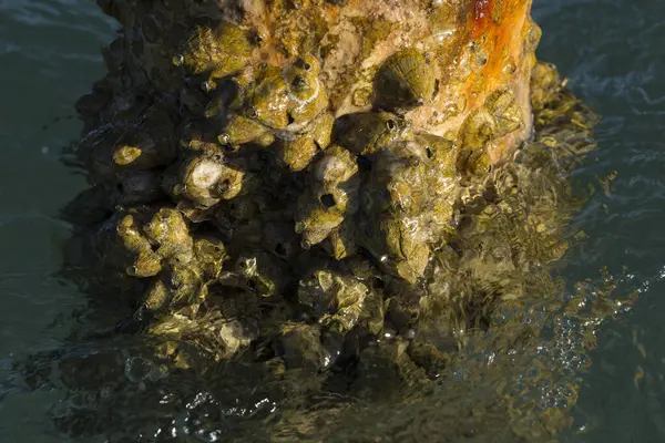 Tetraclita squamosa, bu midye. Balanus (Balanomorpha), Kabukgiller (Balanidae) familyasından bir midye cinsidir..