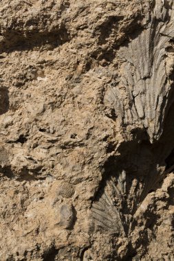 Kızıl Deniz 'in fosil mercanları. Taşa dönüşmüş antik yaratıklar. Resif mercanları.