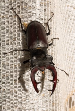 Lucanus cervus, kedigiller (Lucanidae) familyasından bir kuş türü. İmago bir erkek böcek..