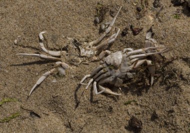 Liocarcinus depurator (Portunus plicatus), bazen liman yengeci ya da kumlu yüzme yengeci olarak da bilinir. Karadeniz 'in faunası. Ölü hayvanlar..