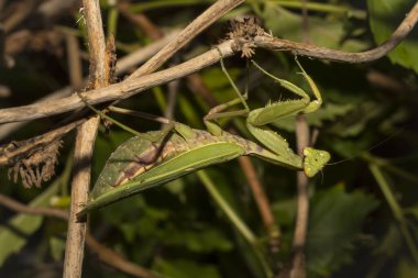 Avrupa peygamber devesi (Mantid dini). Yoğun bitki örtüsü içindeki yeşil bir dişi böcek, yumurtalarını bırakmaya hazırlanıyor..