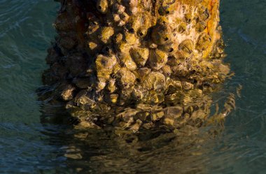 Tetraclita squamosa, bu midye. Balanus (Balanomorpha), Kabukgiller (Balanidae) familyasından bir midye cinsidir..