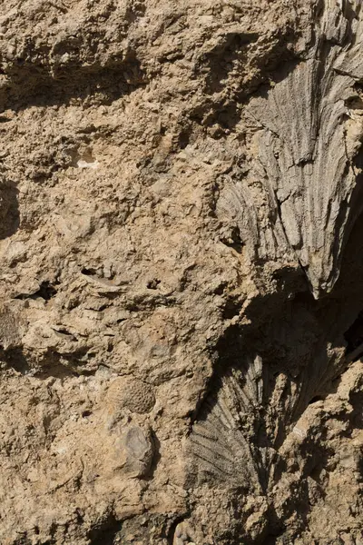 Kızıl Deniz 'in fosil mercanları. Taşa dönüşmüş antik yaratıklar. Resif mercanları.