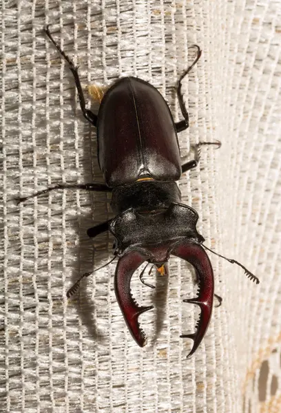Lucanus cervus, kedigiller (Lucanidae) familyasından bir kuş türü. İmago bir erkek böcek..