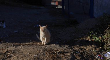 Vahşi hayvanlar. Kedi çöpün içinde. Hayvan besin atıklarıyla beslenir..