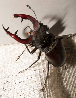 Lucanus cervus, kedigiller (Lucanidae) familyasından bir kuş türü. İmago bir erkek böcek..