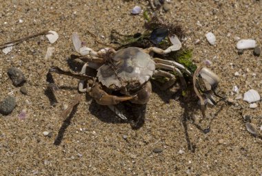 Liocarcinus depurator (Portunus plicatus), bazen liman yengeci ya da kumlu yüzme yengeci olarak da bilinir. Karadeniz 'in faunası. Ölü hayvanlar..