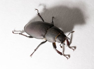 Lucanus cervus, kedigiller (Lucanidae) familyasından bir kuş türü. İmago, dişi bir böcek, beyaz bir arka plan..
