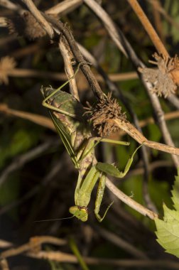 Avrupa peygamber devesi (Mantid dini). Yoğun bitki örtüsü içindeki yeşil bir dişi böcek, yumurtalarını bırakmaya hazırlanıyor..