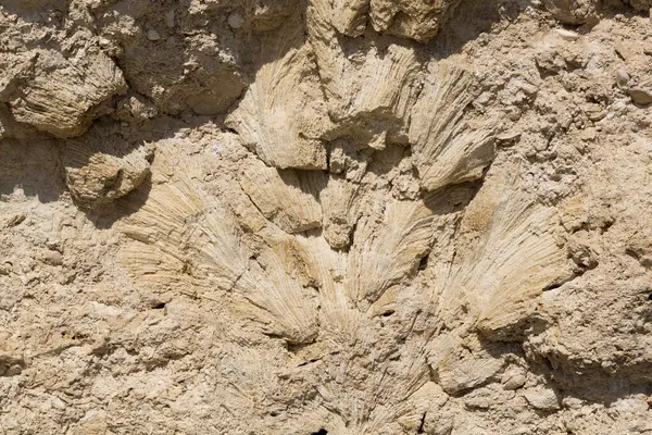 Kızıl Deniz 'in fosil mercanları. Taşa dönüşmüş antik yaratıklar. Resif mercanları.
