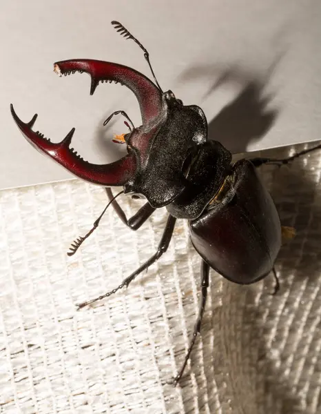 Lucanus cervus, kedigiller (Lucanidae) familyasından bir kuş türü. İmago bir erkek böcek..