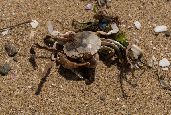 Liocarcinus depurator (Portunus plicatus), bazen liman yengeci ya da kumlu yüzme yengeci olarak da bilinir. Karadeniz 'in faunası. Ölü hayvanlar..