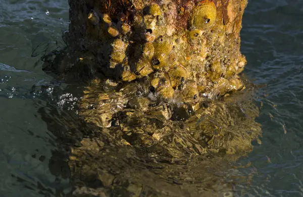 Tetraclita squamosa, bu midye. Balanus (Balanomorpha), Kabukgiller (Balanidae) familyasından bir midye cinsidir..