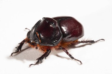 Avrupa gergedan böceği (Oryctes nasicornis), Dynastinae alt familyasına ait büyük bir uçan böcek türü. Imago, erkek bir böcek..