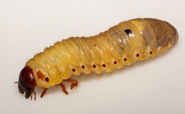 Avrupa gergedan böceği (Oryctes nasicornis), Dynastinae alt familyasına ait büyük bir uçan böcek türü. Böcek larvası, pupa öncesi beyaz bir arkaplanda yer alır..