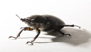 Lucanus cervus, kedigiller (Lucanidae) familyasından bir kuş türü. İmago, dişi bir böcek, beyaz bir arka plan..