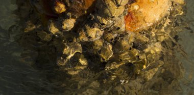 Tetraclita squamosa, bu midye. Balanus (Balanomorpha), Kabukgiller (Balanidae) familyasından bir midye cinsidir..