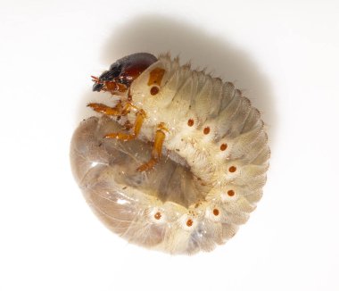 Avrupa gergedan böceği (Oryctes nasicornis), Dynastinae alt familyasına ait büyük bir uçan böcek türü. Böcek larvası, pupa öncesi beyaz bir arkaplanda yer alır..