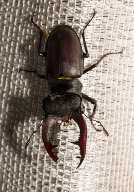 Lucanus cervus, kedigiller (Lucanidae) familyasından bir kuş türü. İmago bir erkek böcek..