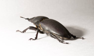 Lucanus cervus, kedigiller (Lucanidae) familyasından bir kuş türü. İmago, dişi bir böcek, beyaz bir arka plan..