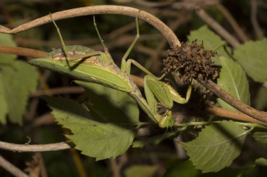 Avrupa peygamber devesi (Mantid dini). Yoğun bitki örtüsü içindeki yeşil bir dişi böcek, yumurtalarını bırakmaya hazırlanıyor..