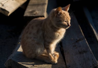 Küçük kırmızı bir kedi yavrusu tahtada oturuyor. Yalnızlıkla işbirliği.