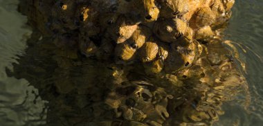 Tetraclita squamosa, bu midye. Balanus (Balanomorpha), Kabukgiller (Balanidae) familyasından bir midye cinsidir..