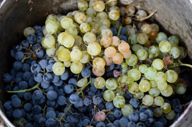 Bir kova siyah beyaz üzüm. Şarap yapımı. Hayvanat bahçesi. Evi hasat et.