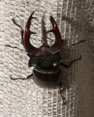 Lucanus cervus, kedigiller (Lucanidae) familyasından bir kuş türü. İmago bir erkek böcek..