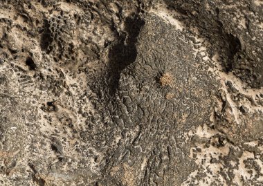 Kızıl Deniz 'in fosil mercanları. Taşa dönüşmüş antik yaratıklar. Resif mercanları.