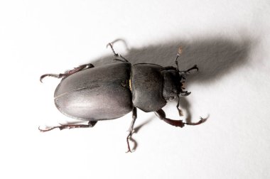 Lucanus cervus, kedigiller (Lucanidae) familyasından bir kuş türü. İmago, dişi bir böcek, beyaz bir arka plan..