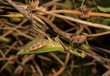 Avrupa peygamber devesi (Mantid dini). Yoğun bitki örtüsü içindeki yeşil bir dişi böcek, yumurtalarını bırakmaya hazırlanıyor..
