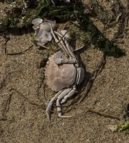 Liocarcinus depurator (Portunus plicatus), bazen liman yengeci ya da kumlu yüzme yengeci olarak da bilinir. Karadeniz 'in faunası. Ölü hayvanlar..