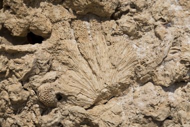 Kızıl Deniz 'in fosil mercanları. Taşa dönüşmüş antik yaratıklar. Resif mercanları.