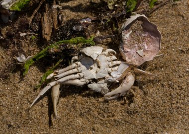 Liocarcinus depurator (Portunus plicatus), bazen liman yengeci ya da kumlu yüzme yengeci olarak da bilinir. Karadeniz 'in faunası. Ölü hayvanlar..