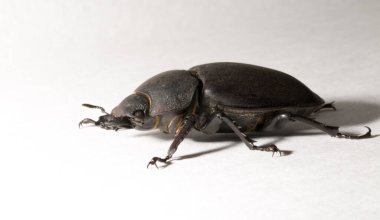 Lucanus cervus, kedigiller (Lucanidae) familyasından bir kuş türü. İmago, dişi bir böcek, beyaz bir arka plan..