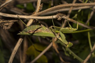 Avrupa peygamber devesi (Mantid dini). Yoğun bitki örtüsü içindeki yeşil bir dişi böcek, yumurtalarını bırakmaya hazırlanıyor..