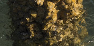 Tetraclita squamosa, bu midye. Balanus (Balanomorpha), Kabukgiller (Balanidae) familyasından bir midye cinsidir..